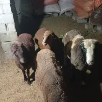 دو..رس نر بره چاق|حیوانات مزرعه|مینودشت, |دیوار