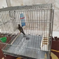 سهره قناری دهن لر|پرنده|شهریار, شهرک بهاران (ویره)|دیوار