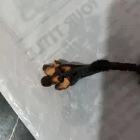 تسبیح کلکسیونی نفیس هسته خرما|کلکسیون اشیاء عتیقه|رشت, استقامت ۲|دیوار