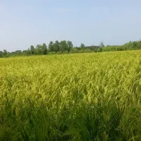 برنج هاشمی اصل|خوردنی و آشامیدنی|لاهیجان, یحی آباد|دیوار