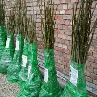 نهالستان فروش نهال های گردو بادام و صنوبر