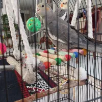 عروس هلندی  ۳ماهه  خونگی