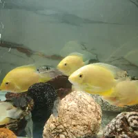 ماهی سورم|ماهی|صدرا-فارس, فاز ۲|دیوار