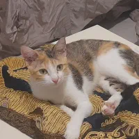 واگذاری بچه گربه ۵ ماهه آروم و خونگی