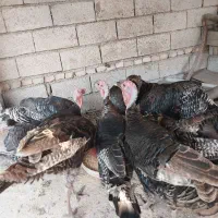 بوقلمون نر برنز سنگین وزن