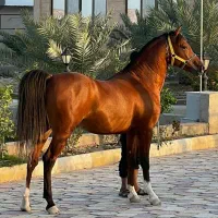 اسب|اسب و تجهیزات اسب‌سواری|زنجان, |دیوار