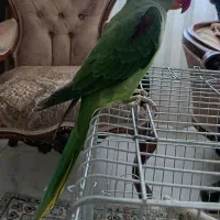 جوجه نر ۶ ماهه شاه طوطی اسکندری|پرنده|فردیس, منظریه|دیوار