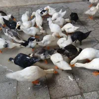 دونه ای ۴۰۰