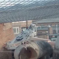 سار دم سفید