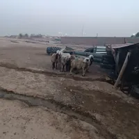 بره و میش و بی شیری|حیوانات مزرعه|اندیمشک, |دیوار