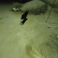 توله سگ قفقازی