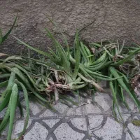 گیاه آلوئه‌ورا رایگان