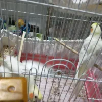 پرنده عروس|پرنده|قم, باجک دو|دیوار