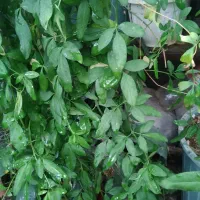 گل و گیاه آپارتمانی و گل بابا آدم|گل و گیاه طبیعی|تبریز, |دیوار