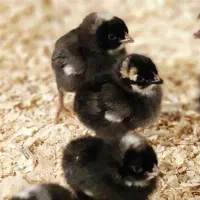 جوجه بلک استار|حیوانات مزرعه|ایرانشهر, |دیوار