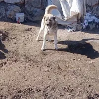 سگ سرابی نرنگهبانی ۳ساله