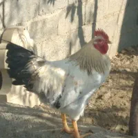 خروس محلی جوان