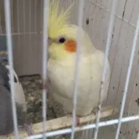 عروس   ،کفتر