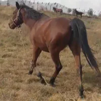 ۸ساله یخته باری