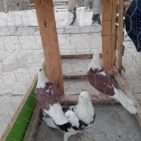 کبوتر|پرنده|ماهنشان, |دیوار