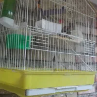 جفت فنچ با جوجه هاش