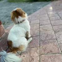 سگ گمشده|حیوانات|مشهد, خواجه ربیع|دیوار