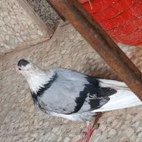 ۱۲۰۰|پرنده|خمینی‌شهر, |دیوار