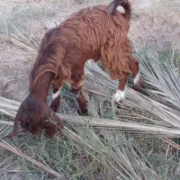 کهره نر چاق