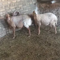 میش اوست بز|حیوانات مزرعه|تربت‌حیدریه, کوی شهید احمدزاده ملکی|دیوار