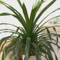 گل وگیاه|گل و گیاه طبیعی|نیشابور, هفده شهریور|دیوار