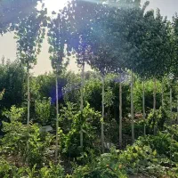 زمین ۵۱۰ متری در عباس آباد خیابان کاله