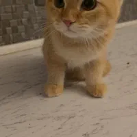 نوه عزیزم|گربه|ارومیه, |دیوار