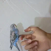 مرغ عشق