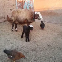 میش زاید و بز زایده و میش ابستن|حیوانات مزرعه|نیشابور, شهرآرا|دیوار