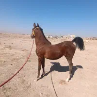 اسب|اسب و تجهیزات اسب‌سواری|شهرکرد, |دیوار