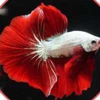 ماهی فایتر رد دراگون