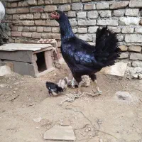 مرغ و خروس و جوجه
