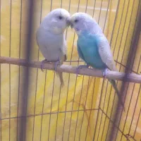 یه جفت مرغ عشق رنگ خواص  همراه با جوجه وتخم