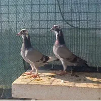 جفت مولد ابلغ سبز