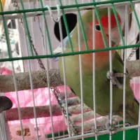 مرغ عشق وطوطی برزیلی|پرنده|اردبیل, |دیوار