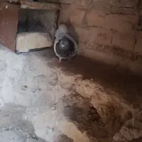 کبوتر|پرنده|مرودشت, محمد آباد|دیوار