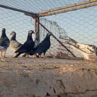 نرکفتر آلمانی|پرنده|مشهد, ایثار|دیوار