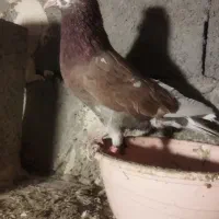 کبوتر غریبه|پرنده|نقده, |دیوار