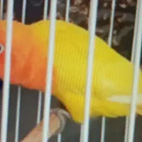 فروش یک عدد طوطی برزیلی|پرنده|آمل, |دیوار