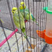 دو جفت مرغ عشق رینبو