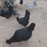 کود مرغی ارگانیک