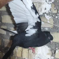 ماده سینه سیاه چشم نوک سفید