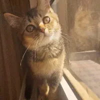 بچه گربه اصیل