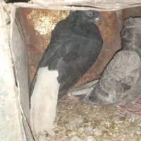 کبوتر|پرنده|اقلید, |دیوار