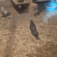 ۷عدد کبوتر خوش رنگ و پرشی